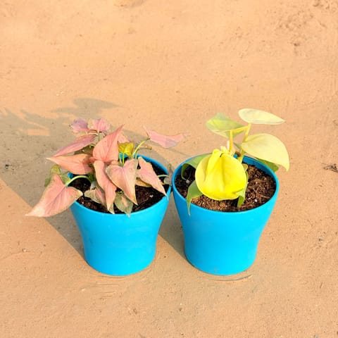 Set of 2 - Aglaonema Pink Dalmatian / Valentine & Oxycardium Golden in 4 Inch Live Fresh Plant English Blue Premium Daisy Plastic Planter in Surya Nagar