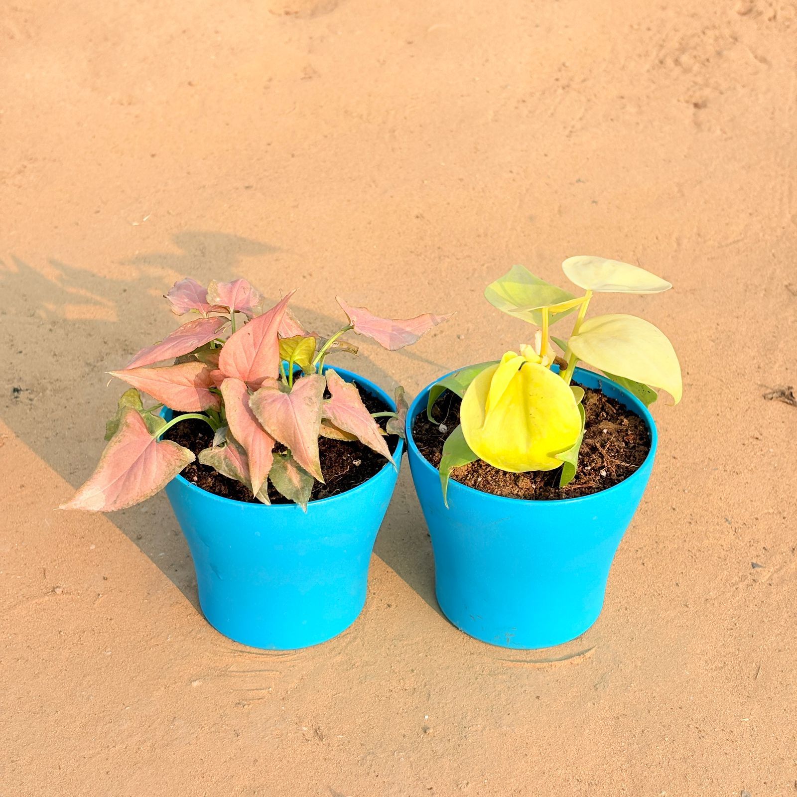 Set of 2 - Aglaonema Pink Dalmatian / Valentine & Oxycardium Golden in 4 Inch English Blue Premium Daisy Plastic Planter