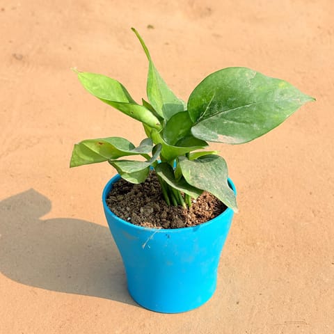Money Plant Green in 4 Inch English Blue Premium Daisy Plastic Planter