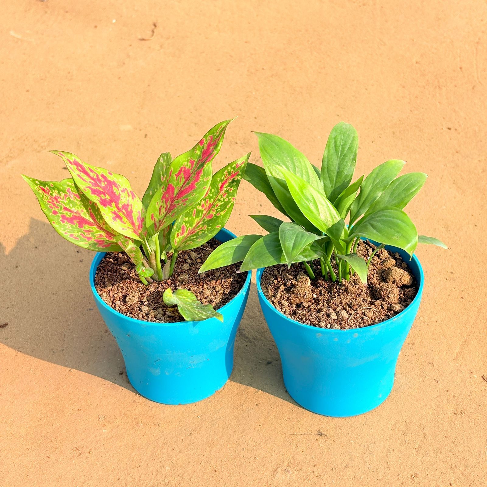 Set of 2 - Aglaonema Pink Dalmatian / Valentine & Peace Lily in 4 Inch English Blue Premium Daisy Plastic Planter