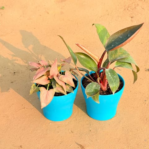 Set of 2 - Aglaonema Pink Dalmatian / Valentine & Philodendron Red in 4 Inch English Blue Premium Daisy Plastic Planter