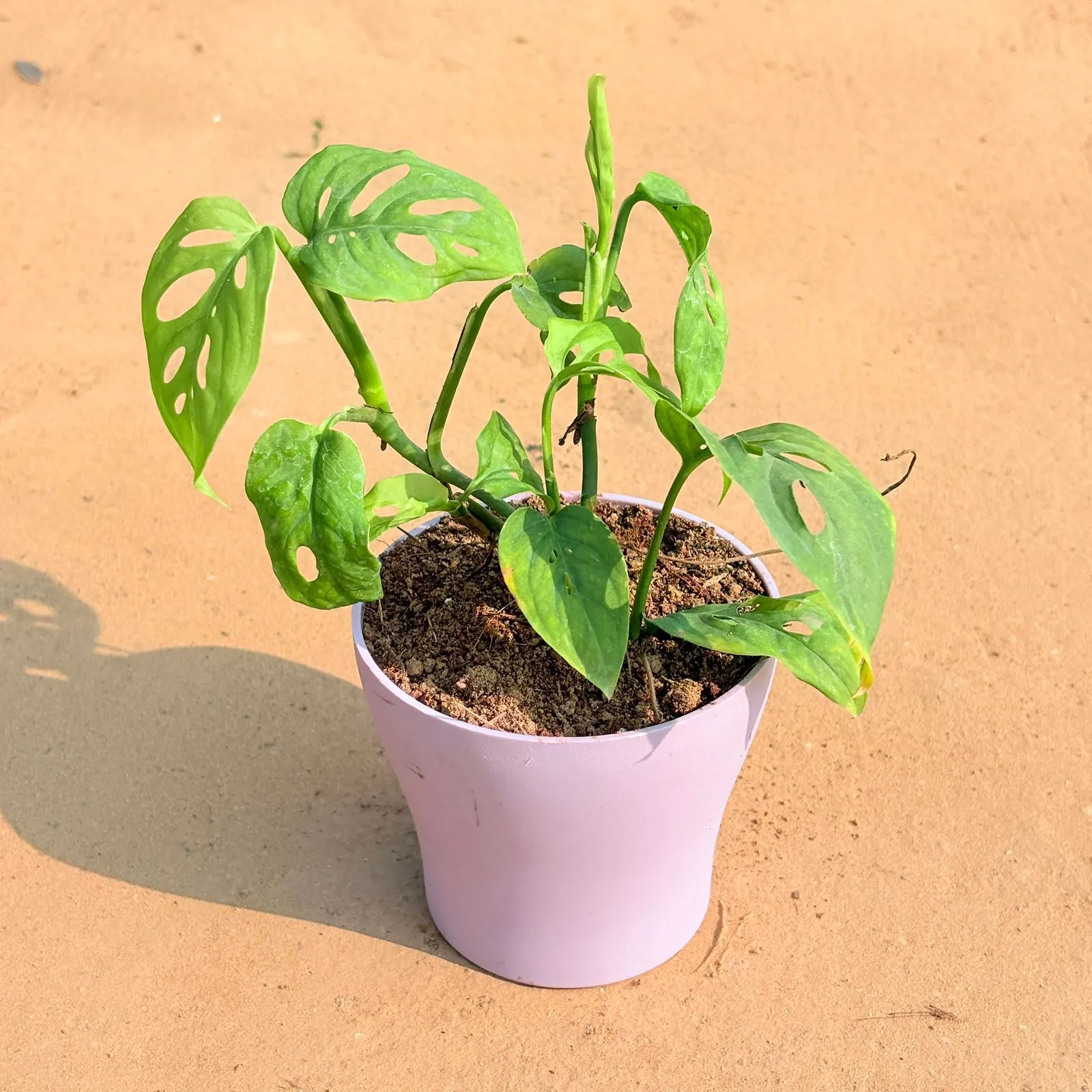 Monstera Broken Heart in 4 Inch Purple Premium Daisy Plastic Planter