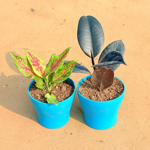 Set of 2 - Aglaonema Pink Dalmatian / Valentine & Rubber Black in 4 Inch English Blue Premium Daisy Plastic Planter