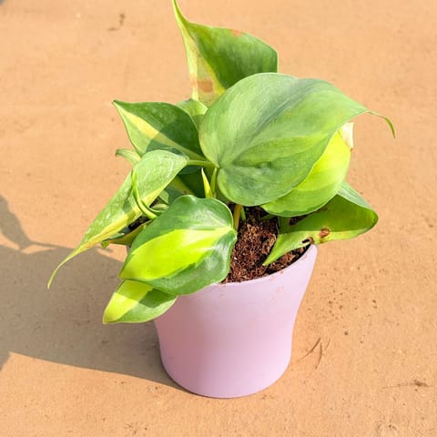 Oxycardium Brazil /Vareigated in 4 Inch Purple Premium Daisy Plastic Planter