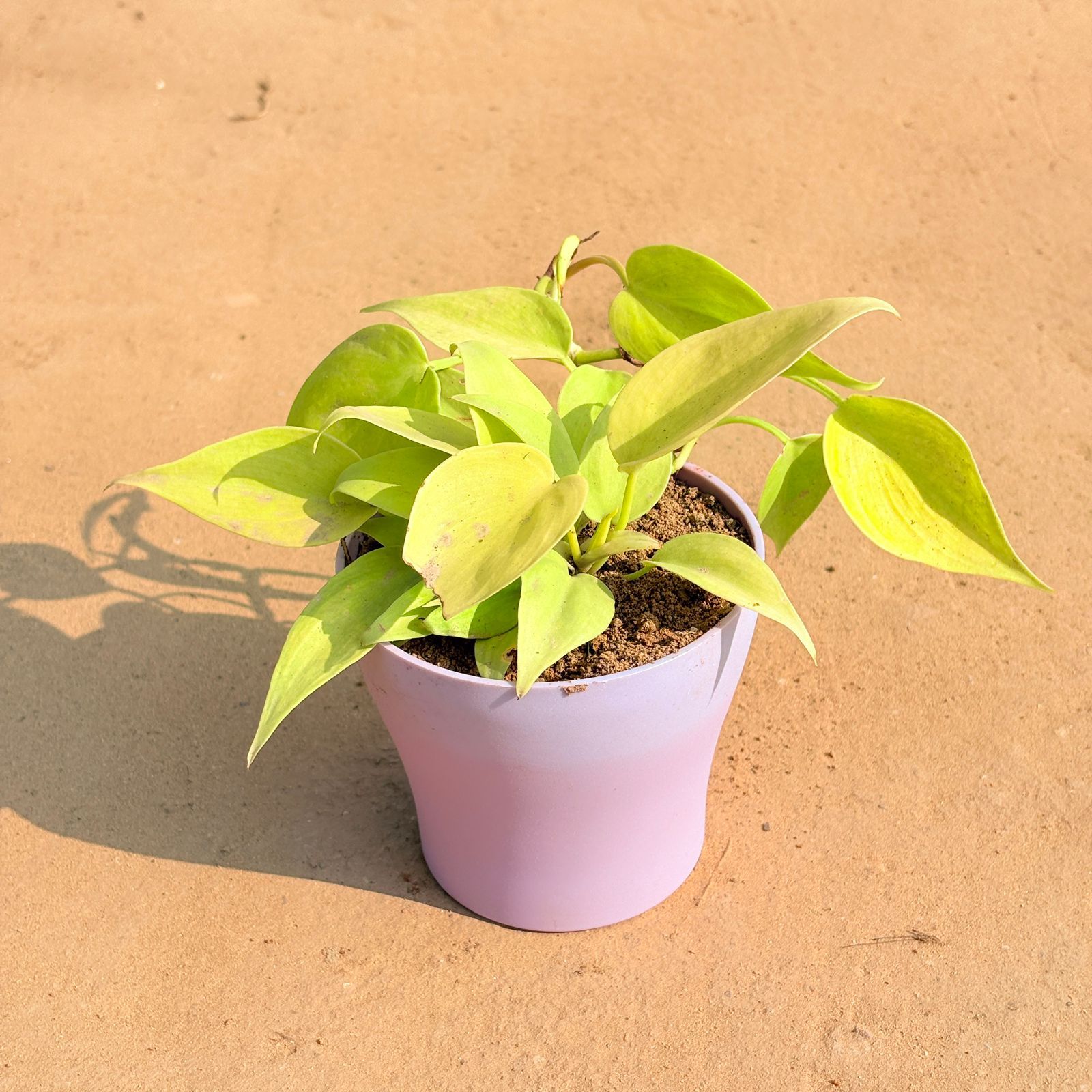 Oxycardium Golden in 4 Inch Purple Premium Daisy Plastic Planter