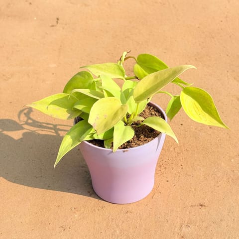 Oxycardium Golden in 4 Inch Purple Premium Daisy Plastic Planter