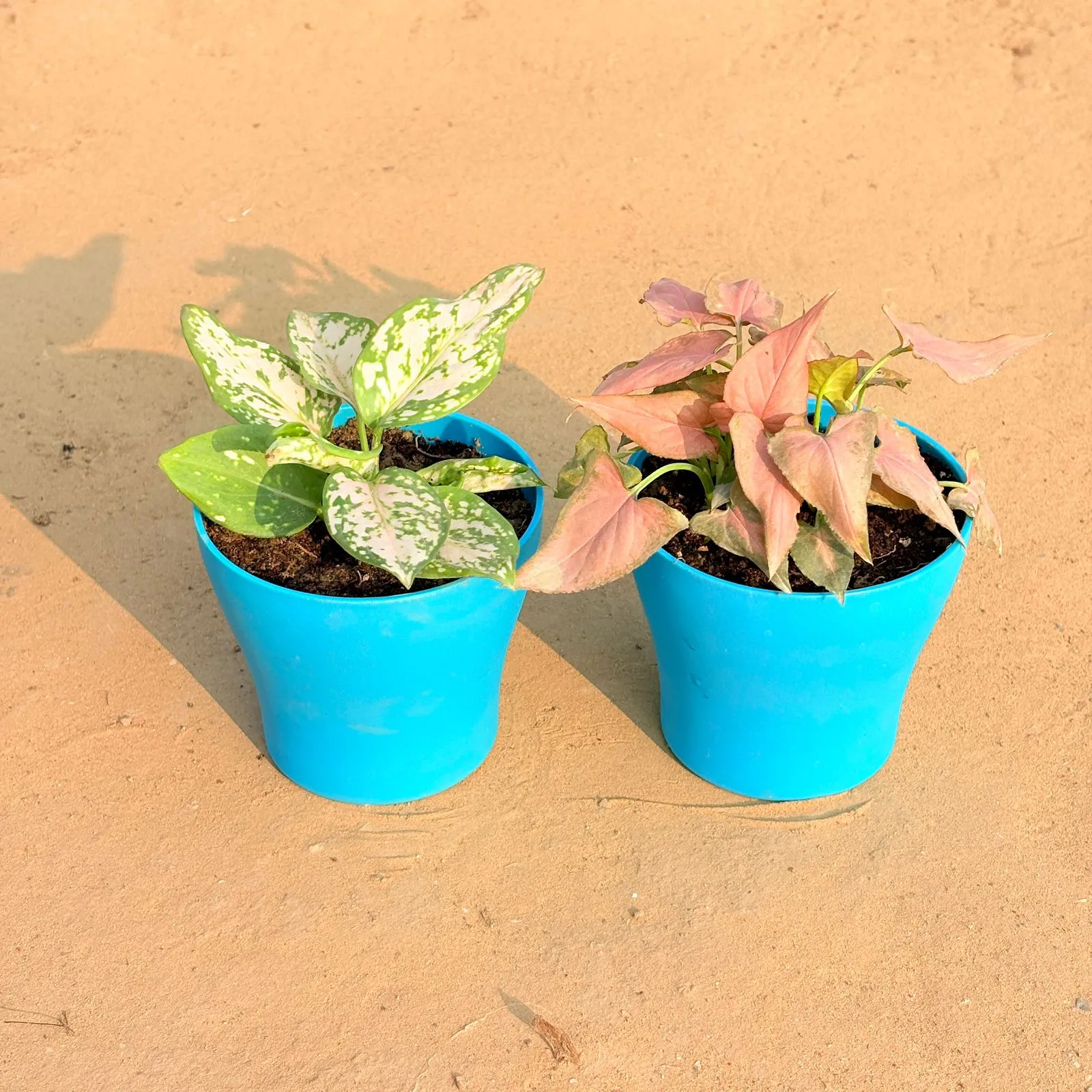 Set of 2 - Aglaonema White & Aglaonema Pink Dalmatian / Valentine in 4 Inch English Blue Premium Daisy Plastic Planter