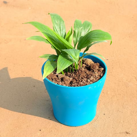 Peace Lily in 4 Inch English Blue Premium Daisy Plastic Planter