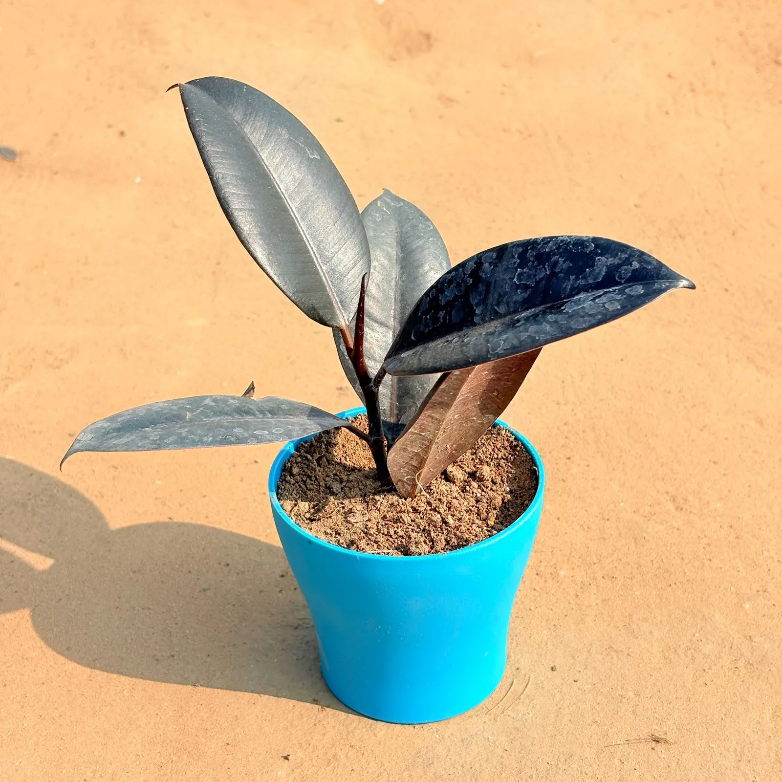 Rubber Black in 4 Inch English Blue Premium Daisy Plastic Planter