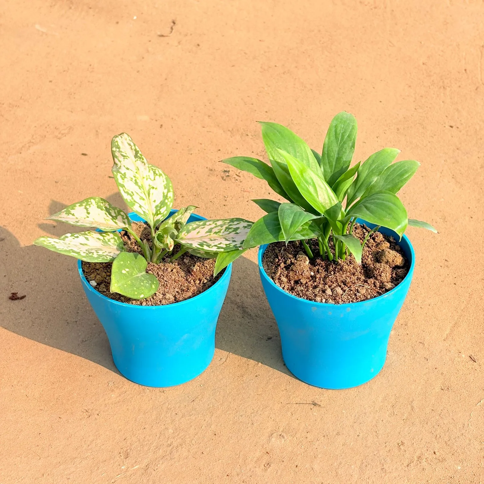 Set of 2 - Aglaonema White & Peace Lily in 4 Inch English Blue Premium Daisy Plastic Planter