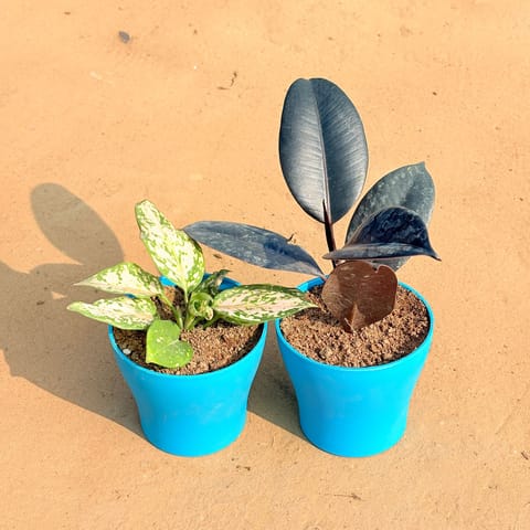 Set of 2 - Aglaonema White & Rubber Black in 4 Inch Live Fresh Plant English Blue Premium Daisy Plastic Planter in Saket