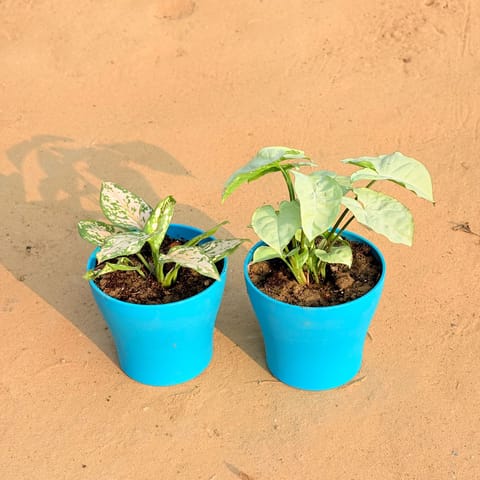 Set of 2 - Aglaonema White & Syngonium White in 4 Inch Live Fresh Plant English Blue Premium Daisy Plastic Planter in Okhla