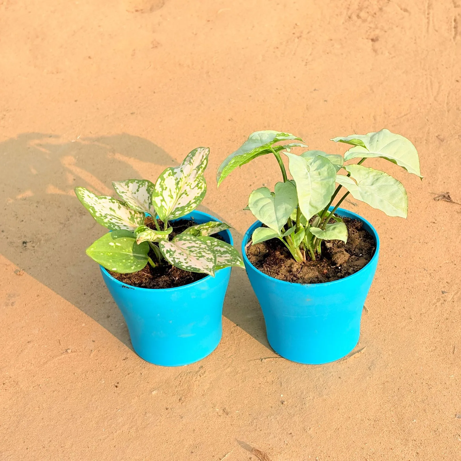 Set of 2 - Aglaonema White & Syngonium White in 4 Inch English Blue Premium Daisy Plastic Planter