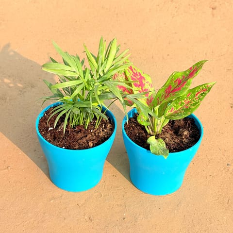 Set of 2 - Chamaedorea Palm & Aglaonema Pink Dalmatian / Valentine in 4 Inch Live Fresh Plant English Blue Premium Daisy Plastic Planter in Sector 54