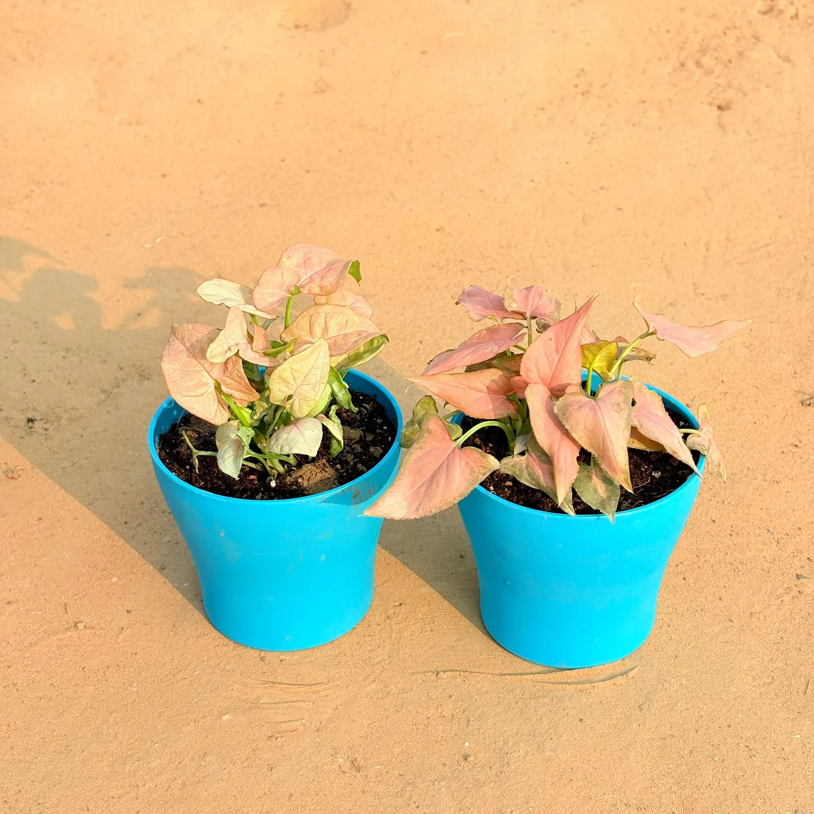 Set of 2 - Aglaonema White & Aglaonema Pink Dalmatian / Valentine in 4 Inch English Blue Premium Daisy Plastic Planter