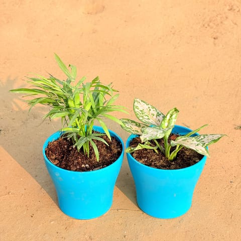Set of 2 - Chamaedorea Palm & Aglaonema White in 4 Inch Live Fresh Plant English Blue Premium Daisy Plastic Planter in South Extension