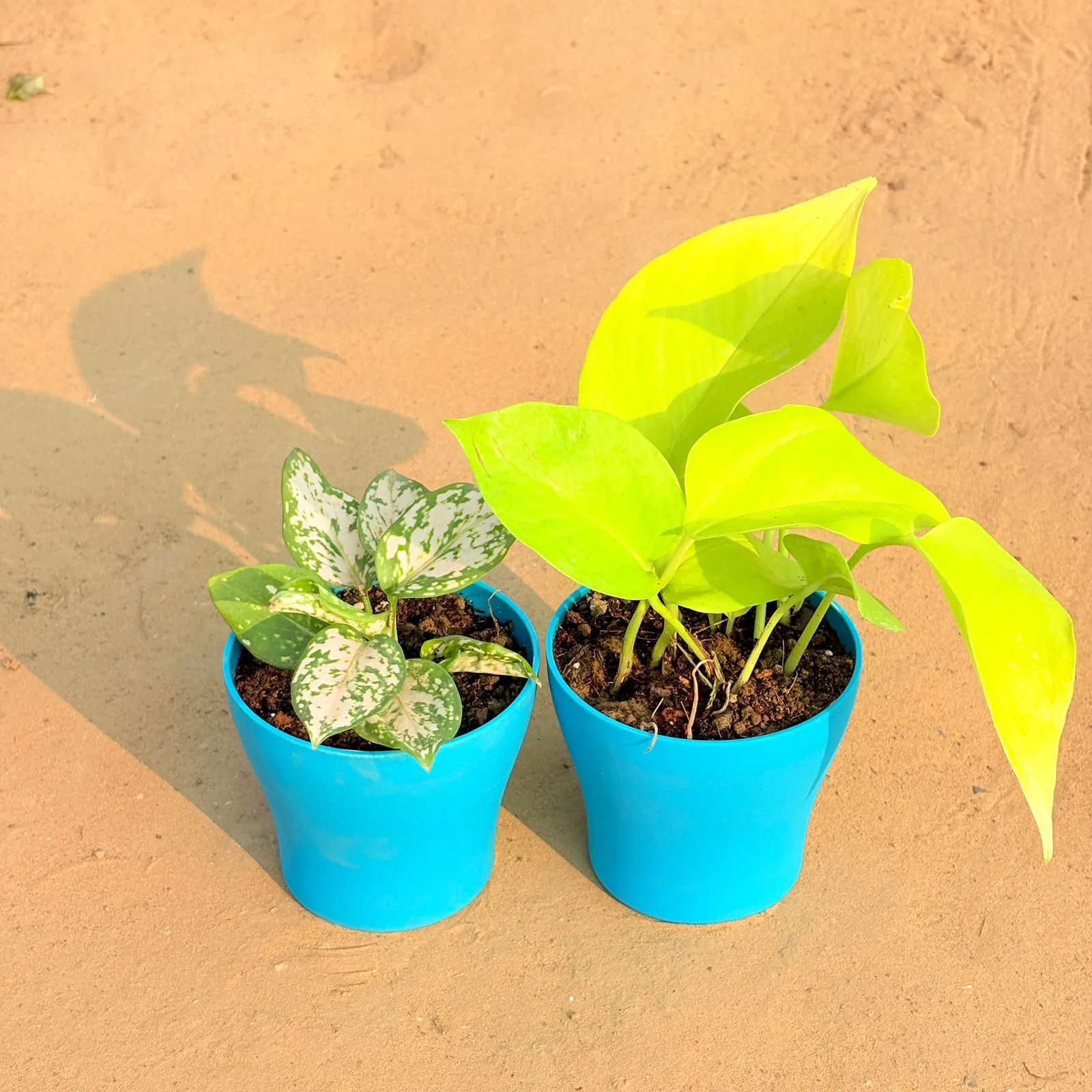 Set of 2 - Aglaonema White & Golden Money Plant in 4 Inch English Blue Premium Daisy Plastic Planter