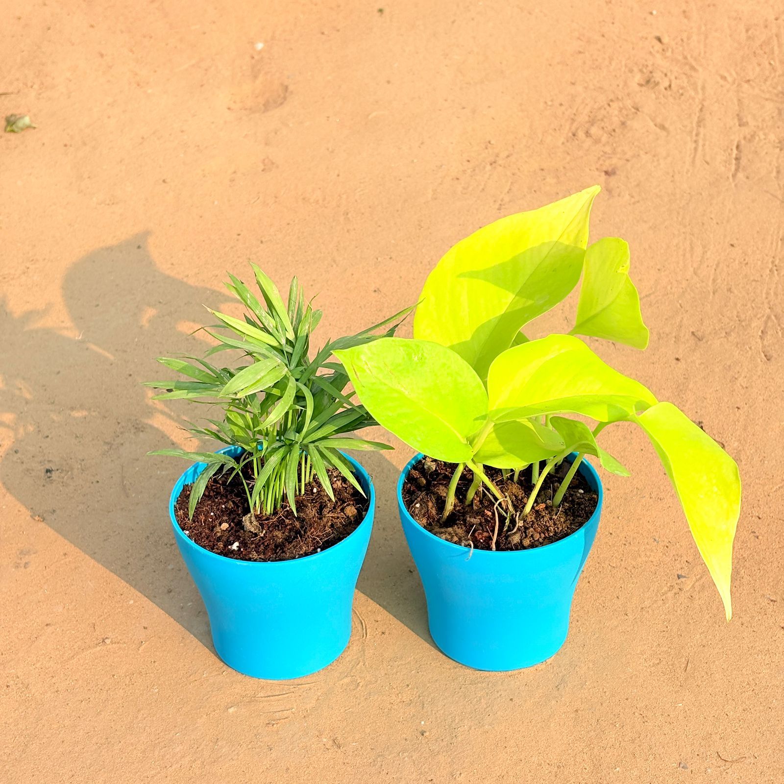 Set of 2 - Chamaedorea Palm & Golden Money Plant in 4 Inch English Blue Premium Daisy Plastic Planter