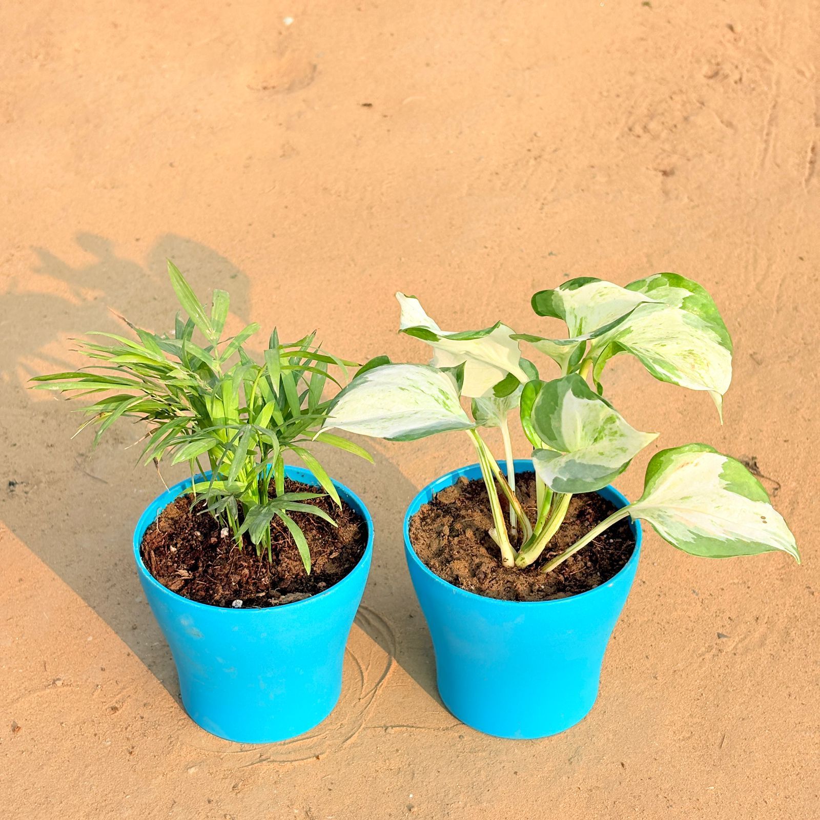 Set of 2 - Chamaedorea Palm & Marble Money Plant in 4 Inch English Blue Premium Daisy Plastic Planter