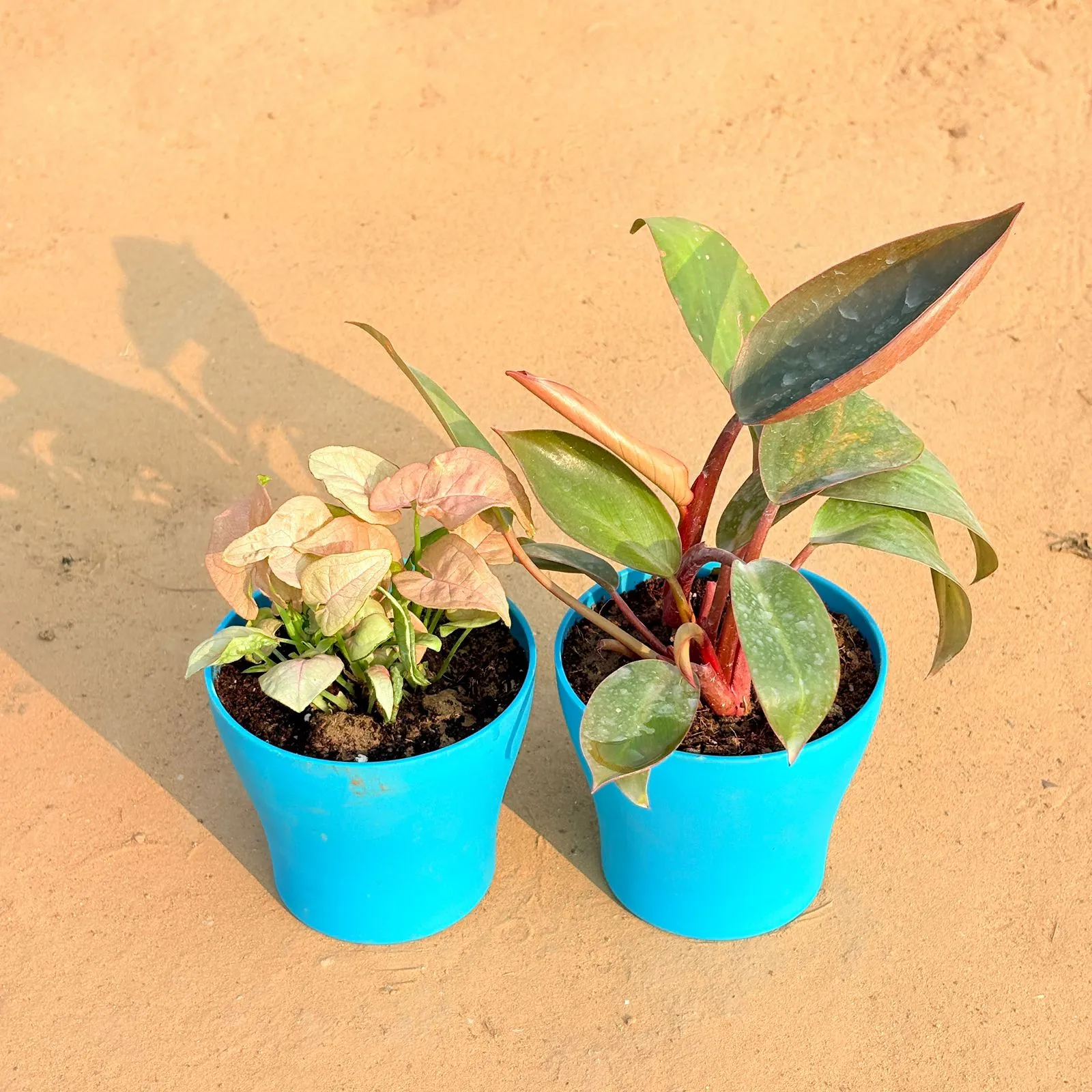 Set of 2 - Aglaonema White & Philodendron Red in 4 Inch English Blue Premium Daisy Plastic Planter