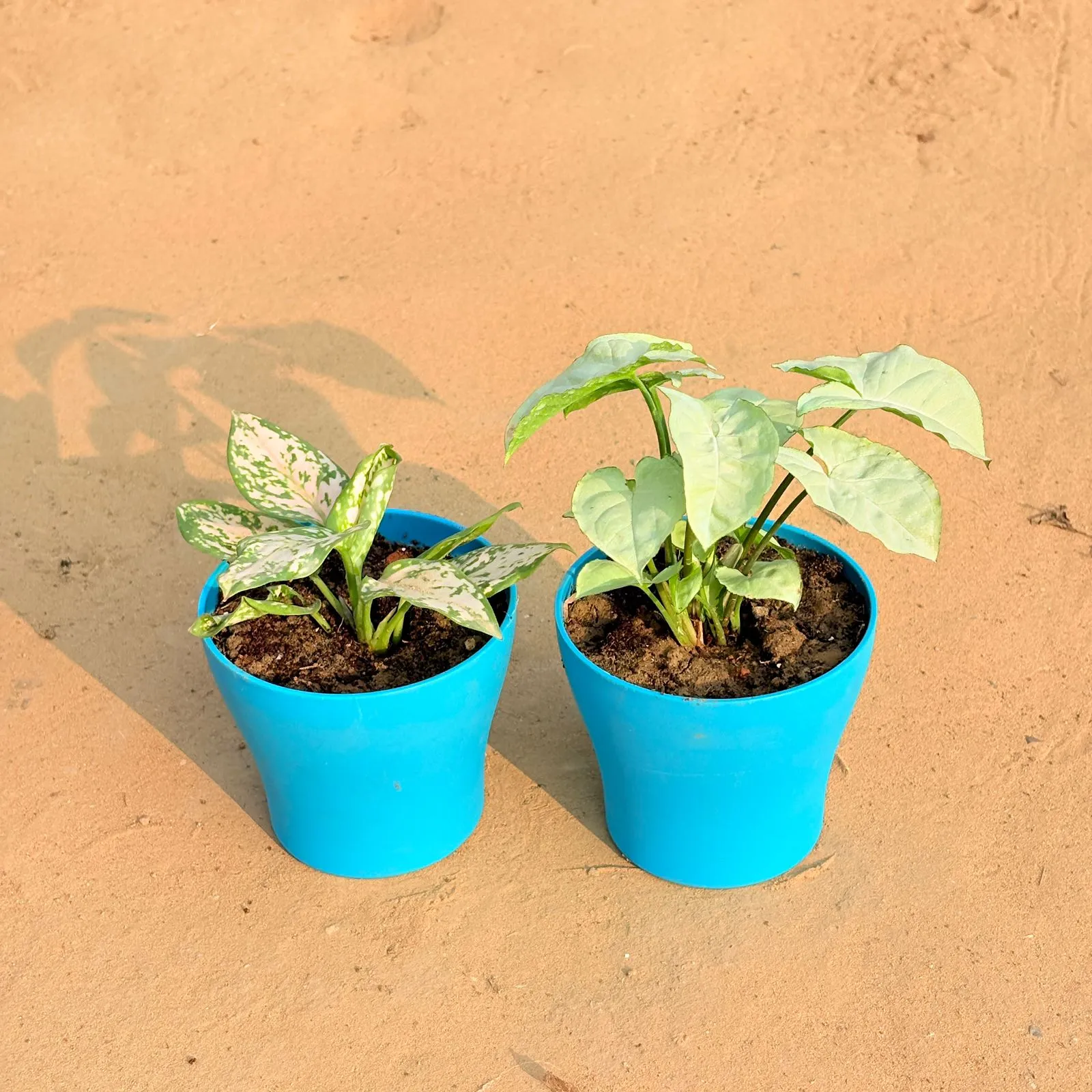Set of 2 - Aglaonema White & Syngonium White in 4 Inch English Blue Premium Daisy Plastic Planter