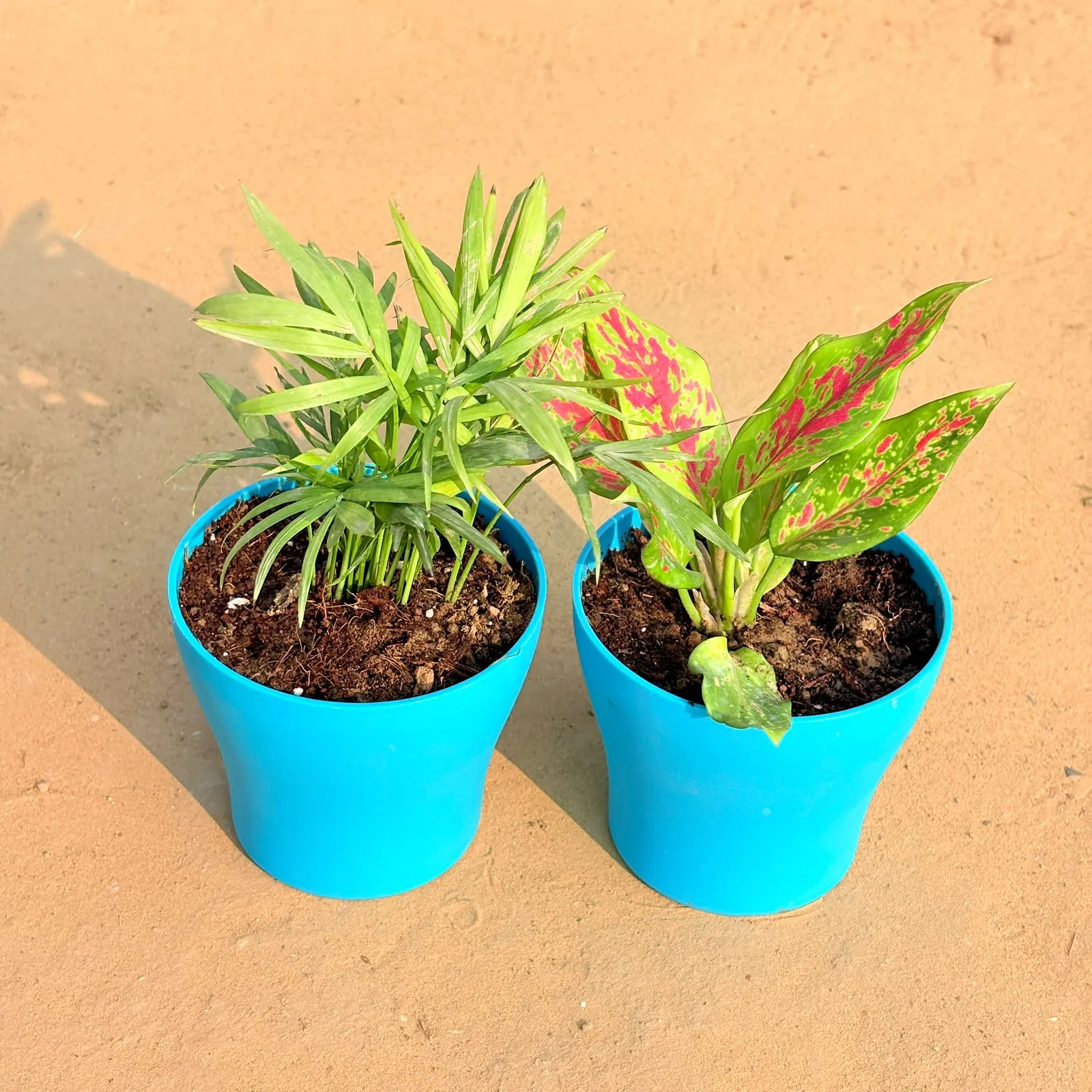 Set of 2 - Chamaedorea Palm & Aglaonema Pink Dalmatian / Valentine in 4 Inch English Blue Premium Daisy Plastic Planter