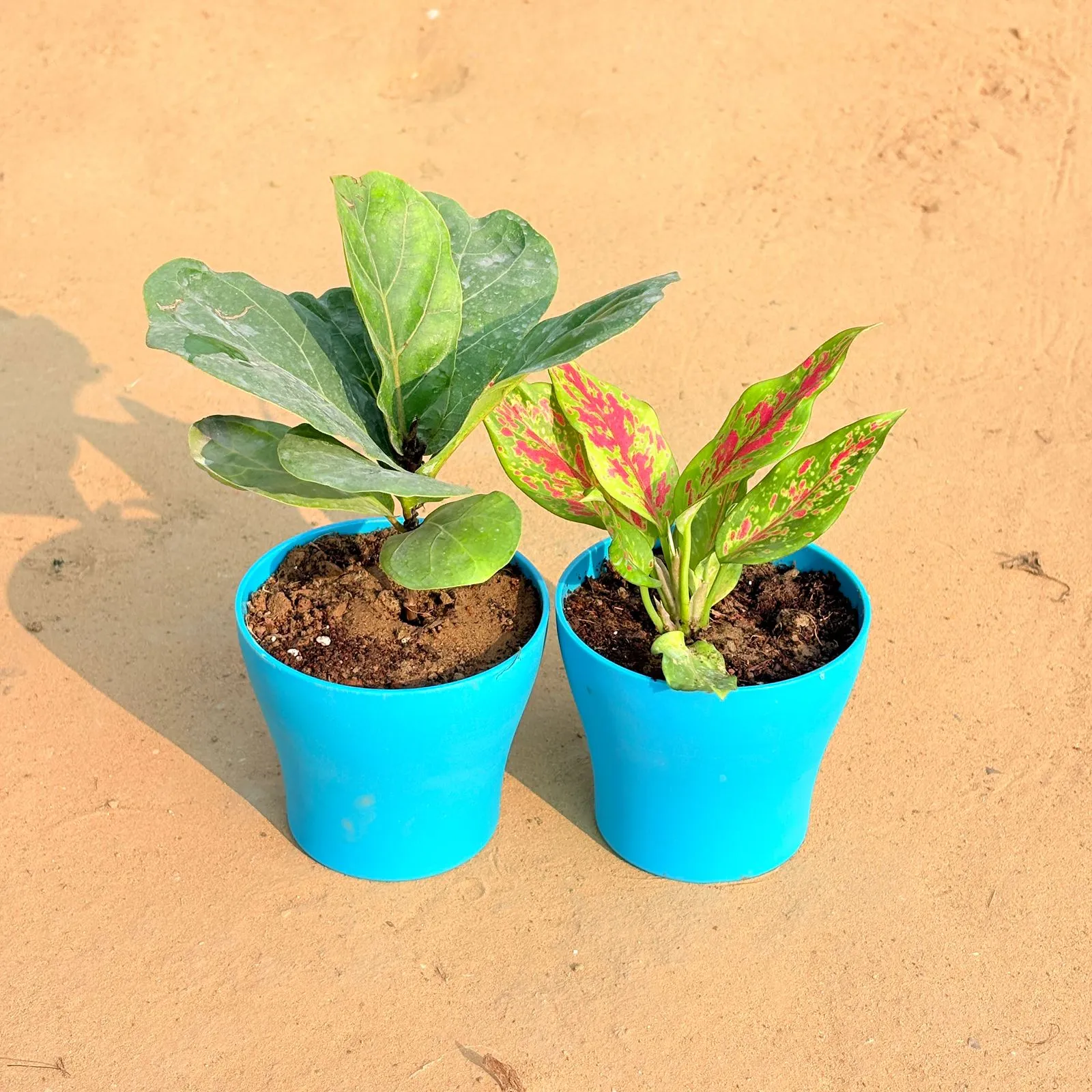 Set of 2 - Fiddle Leaf Fig / Ficus Lyrata & Aglaonema Pink Dalmatian / Valentine in 4 Inch English Blue Premium Daisy Plastic Planter