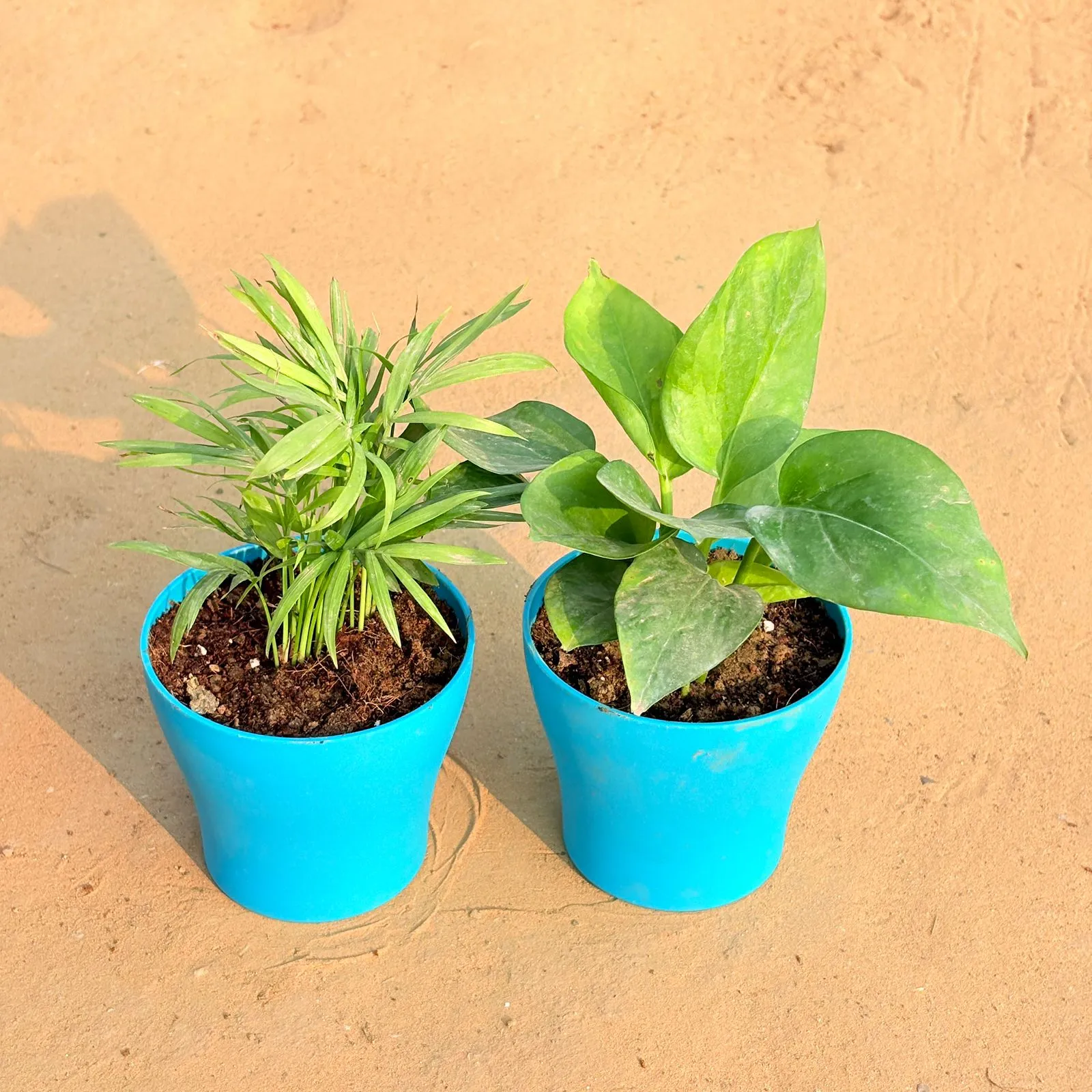 Set of 2 - Chamaedorea Palm & Money Plant Green in 4 Inch English Blue Premium Daisy Plastic Planter