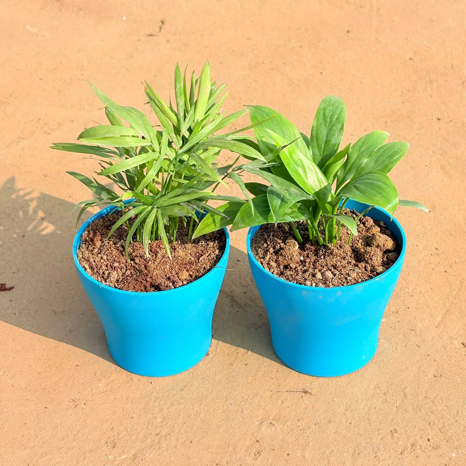 Set of 2 - Chamaedorea Palm & Peace Lily in 4 Inch English Blue Premium Daisy Plastic Planter