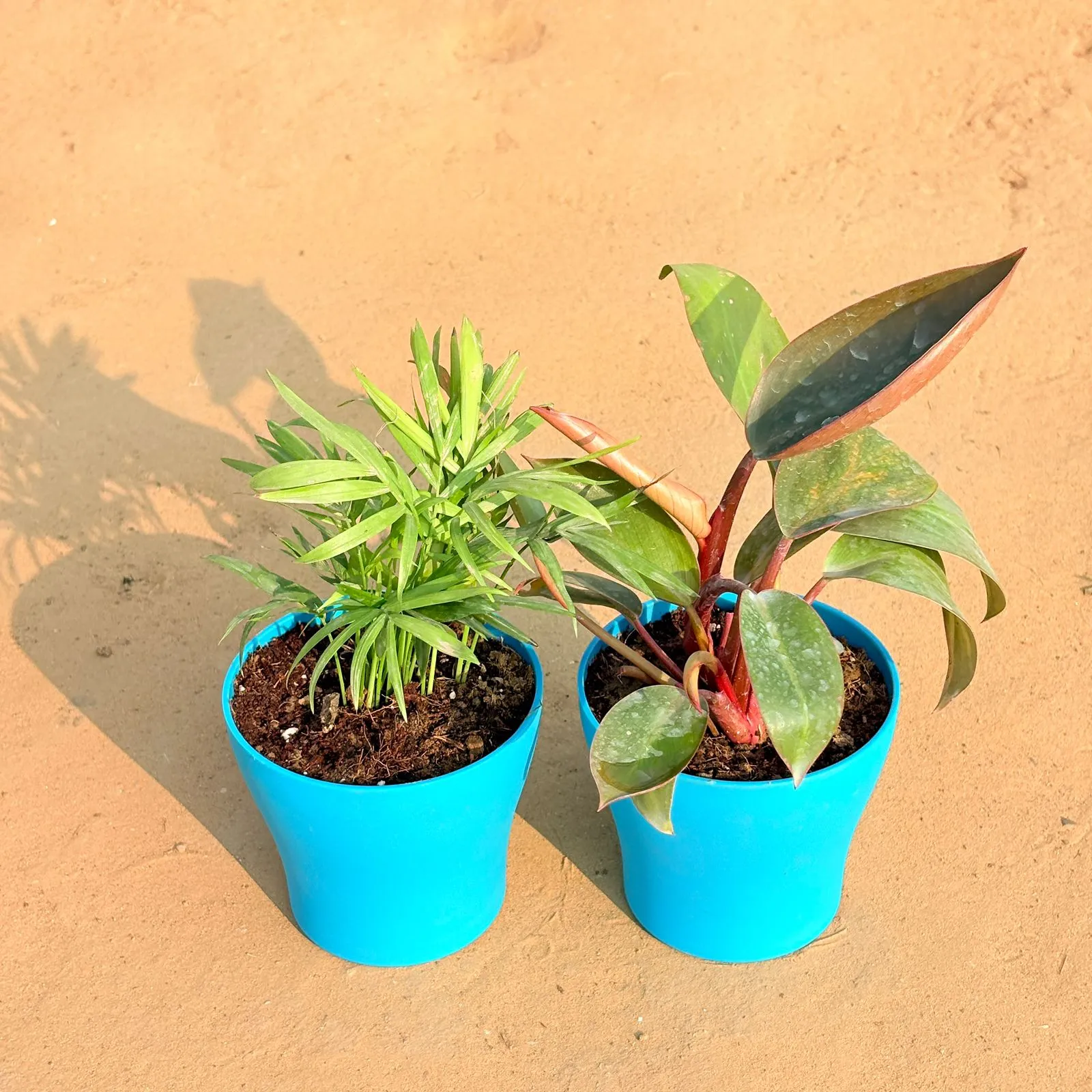 Set of 2 - Chamaedorea Palm & Philodendron Red in 4 Inch English Blue Premium Daisy Plastic Planter