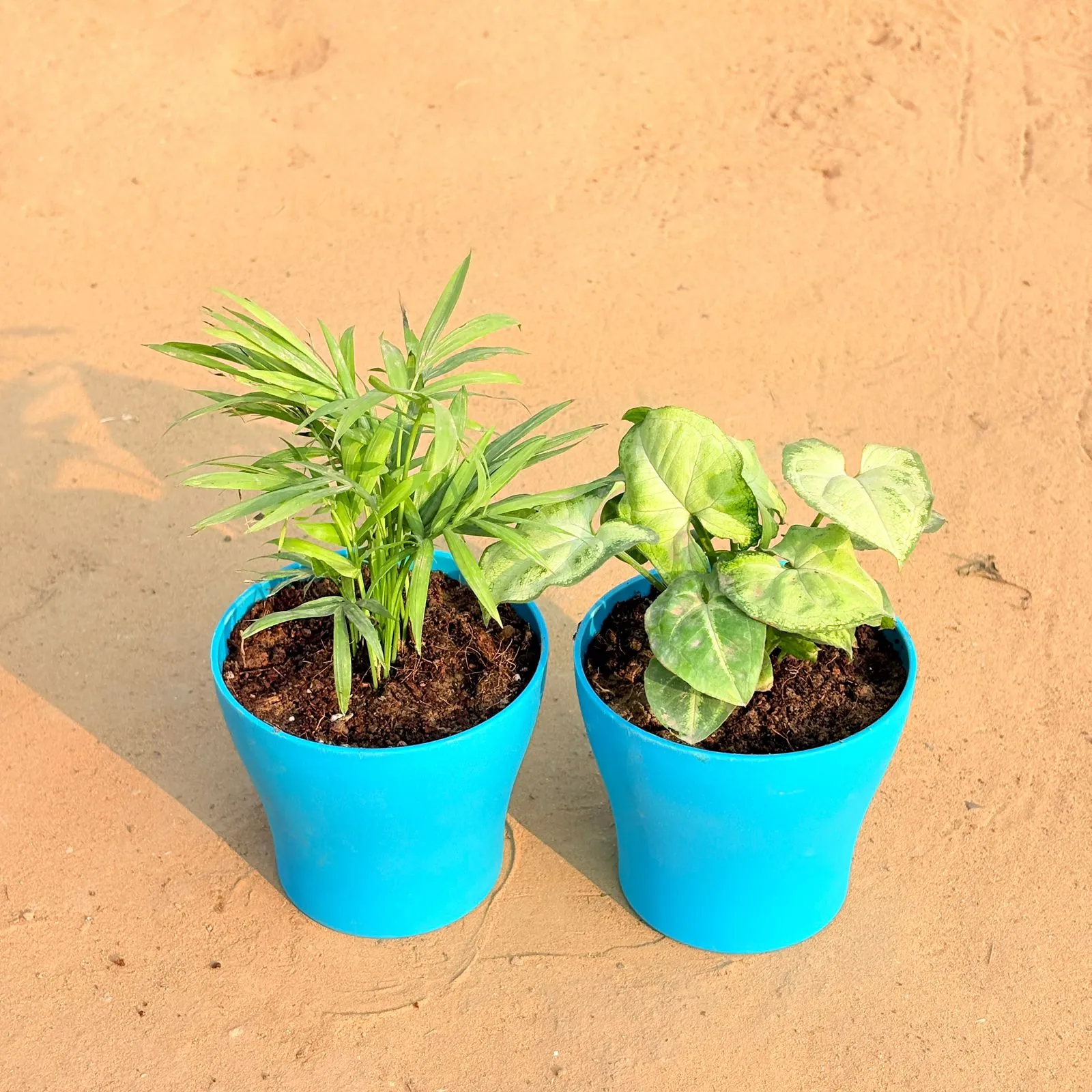 Set of 2 - Chamaedorea Palm & Syngonium Yammi in 4 Inch English Blue Premium Daisy Plastic Planter
