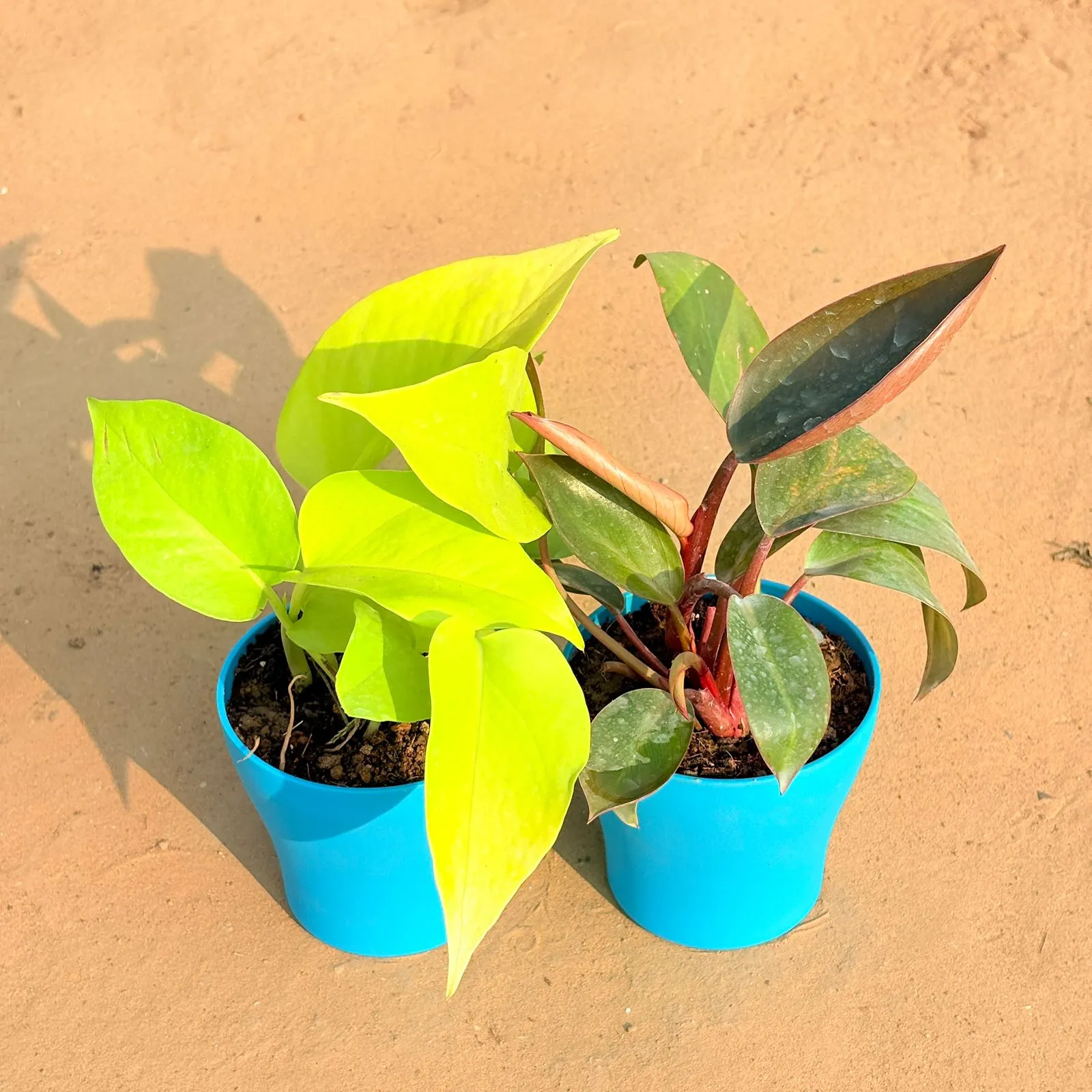 Set of 2 - Golden Money Plant & Philodendron Red in 4 Inch English Blue Premium Daisy Plastic Planter