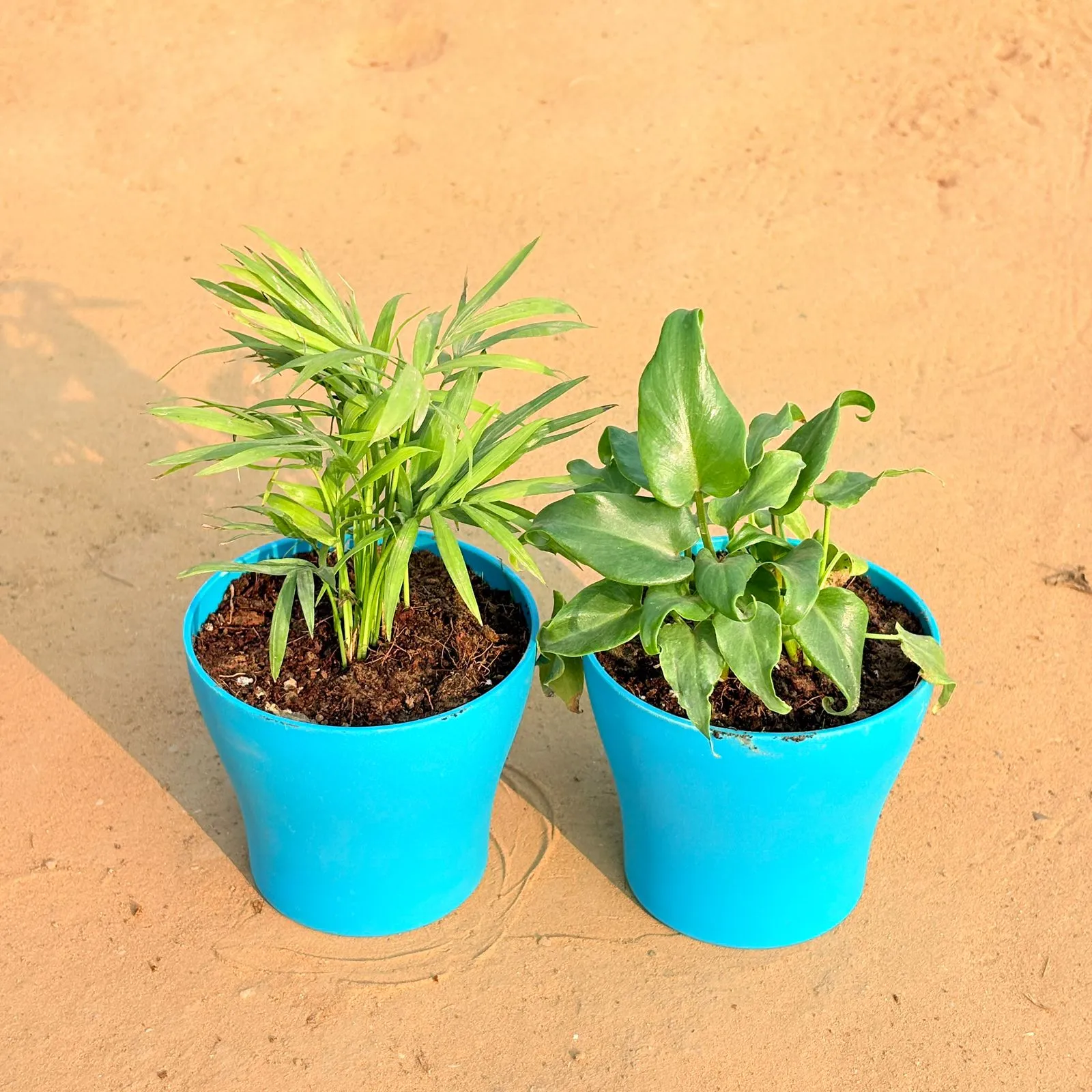 Set of 2 - Chamaedorea Palm & Xanadu Green in 4 Inch English Blue Premium Daisy Plastic Planter