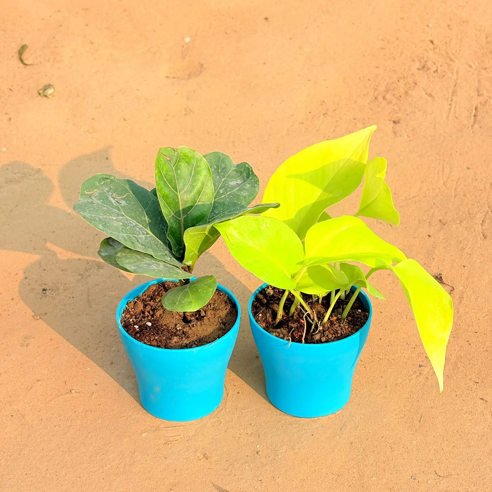 Set of 2 - Fiddle Leaf Fig / Ficus Lyrata & Golden Money Plant in 4 Inch English Blue Premium Daisy Plastic Planter