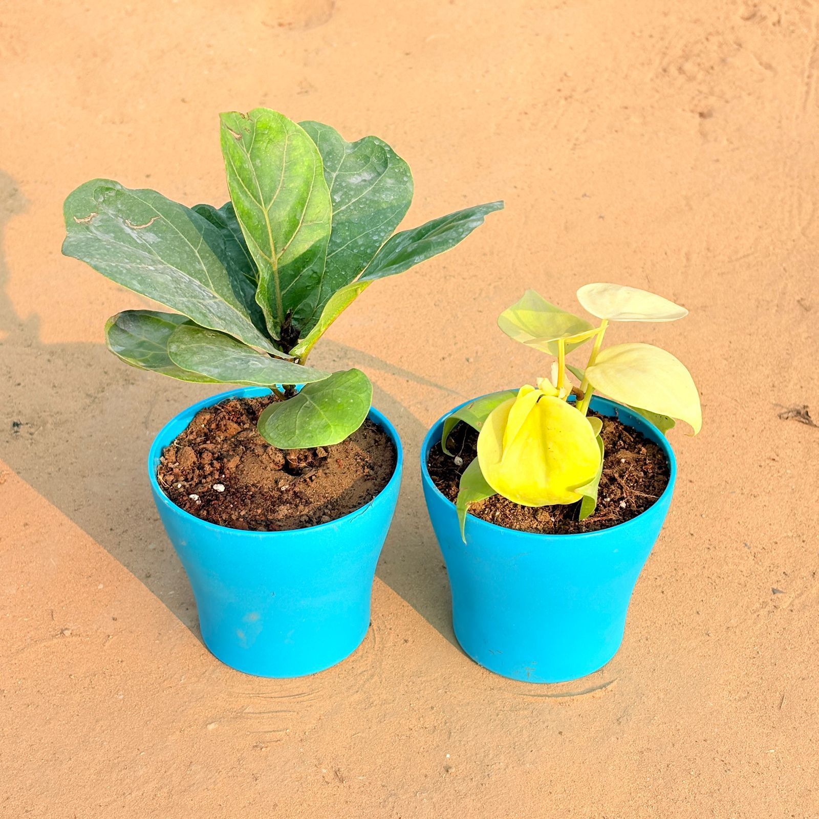 Set of 2 - Fiddle Leaf Fig / Ficus Lyrata & Oxycardium Golden in 4 Inch English Blue Premium Daisy Plastic Planter