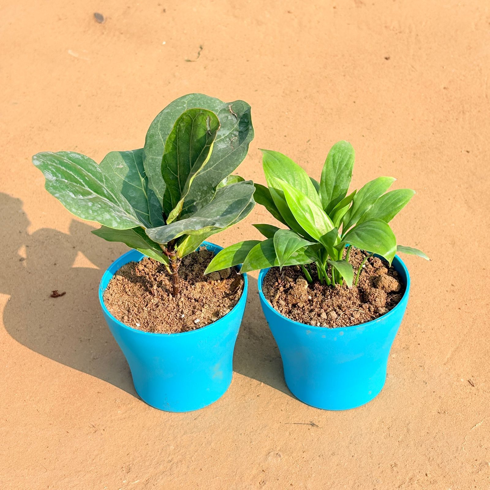Set of 2 - Fiddle Leaf Fig / Ficus Lyrata & Peace Lily in 4 Inch English Blue Premium Daisy Plastic Planter