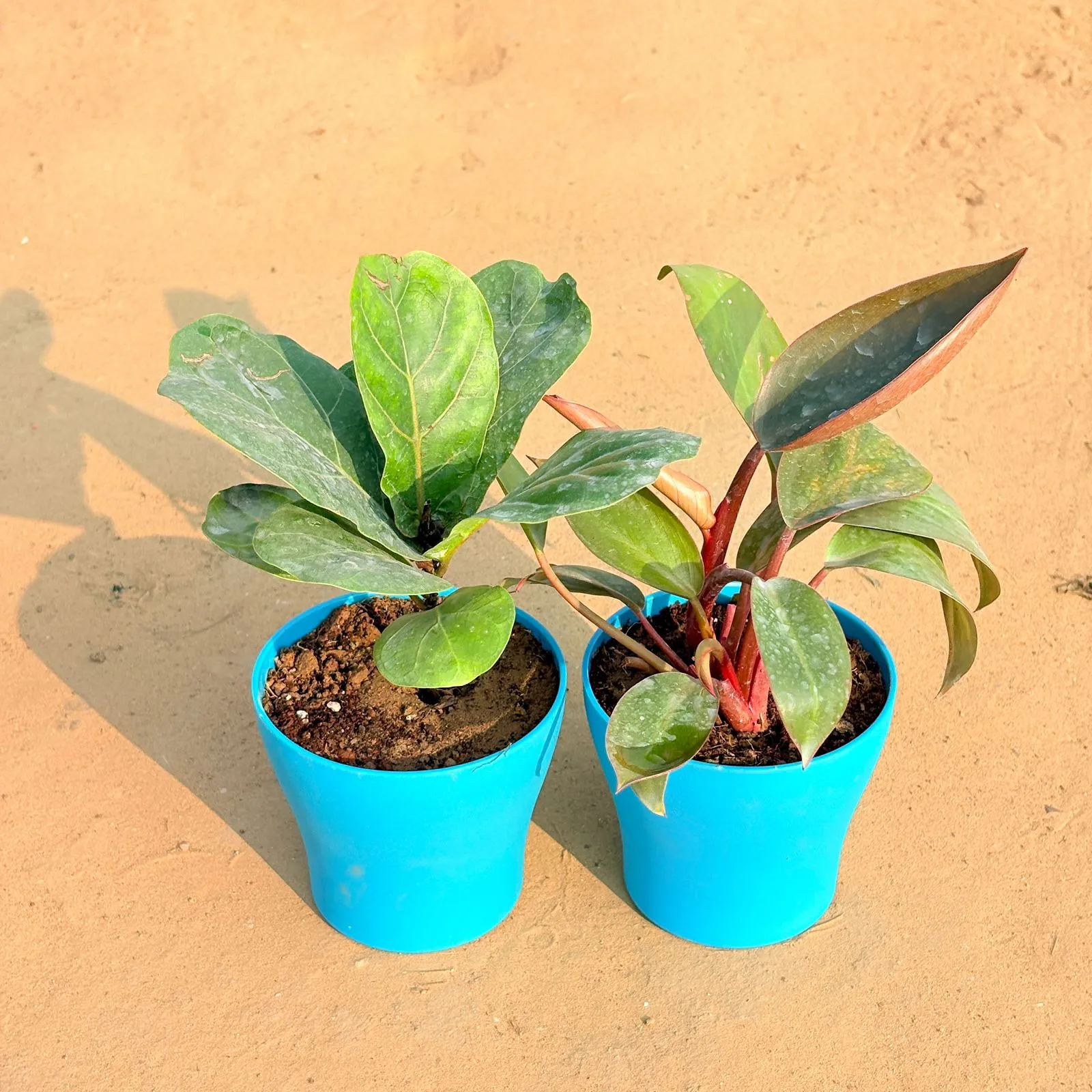Set of 2 - Fiddle Leaf Fig / Ficus Lyrata & Philodendron Red in 4 Inch English Blue Premium Daisy Plastic Planter