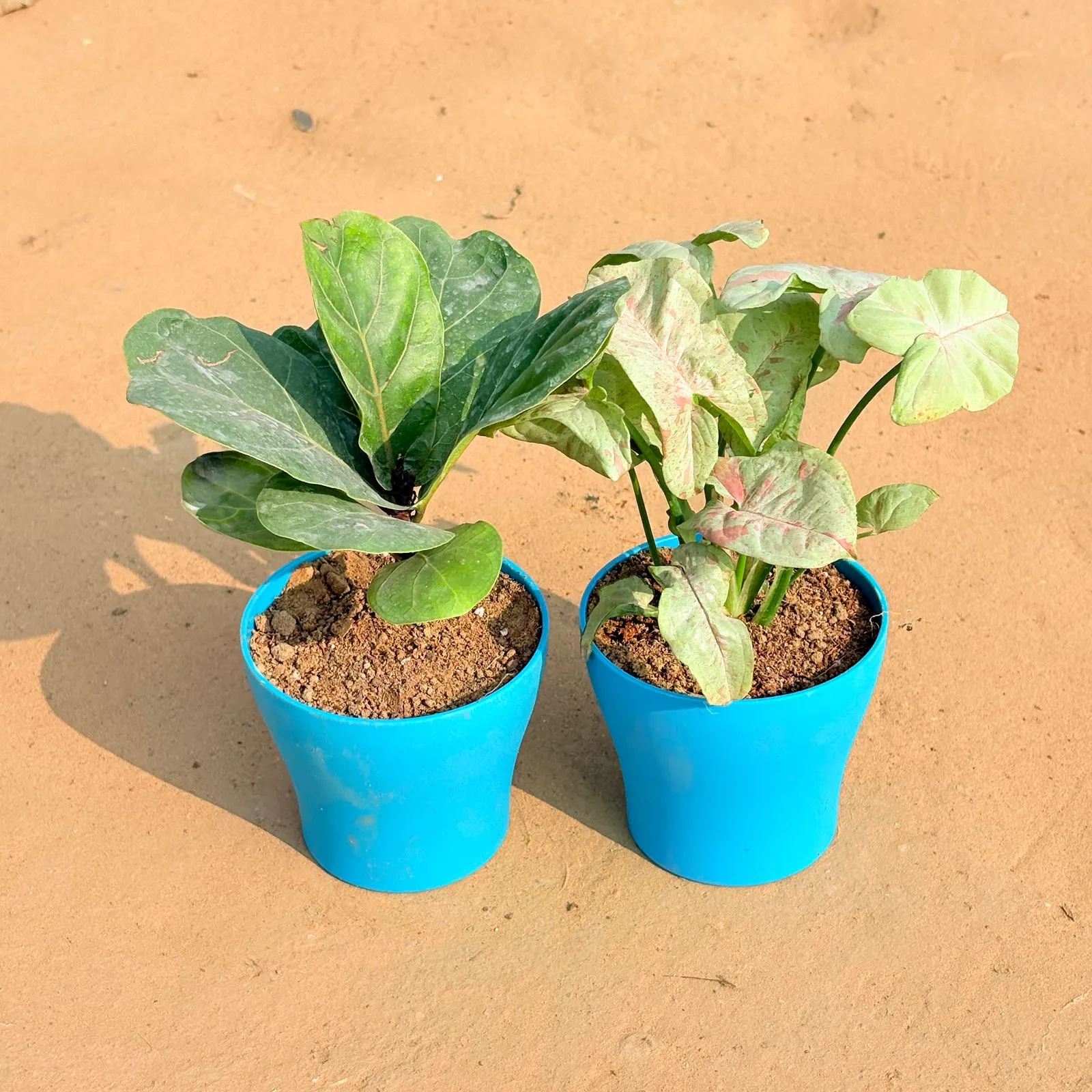 Set of 2 - Fiddle Leaf Fig / Ficus Lyrata & Syngonium Candyfloss in 4 Inch English Blue Premium Daisy Plastic Planter