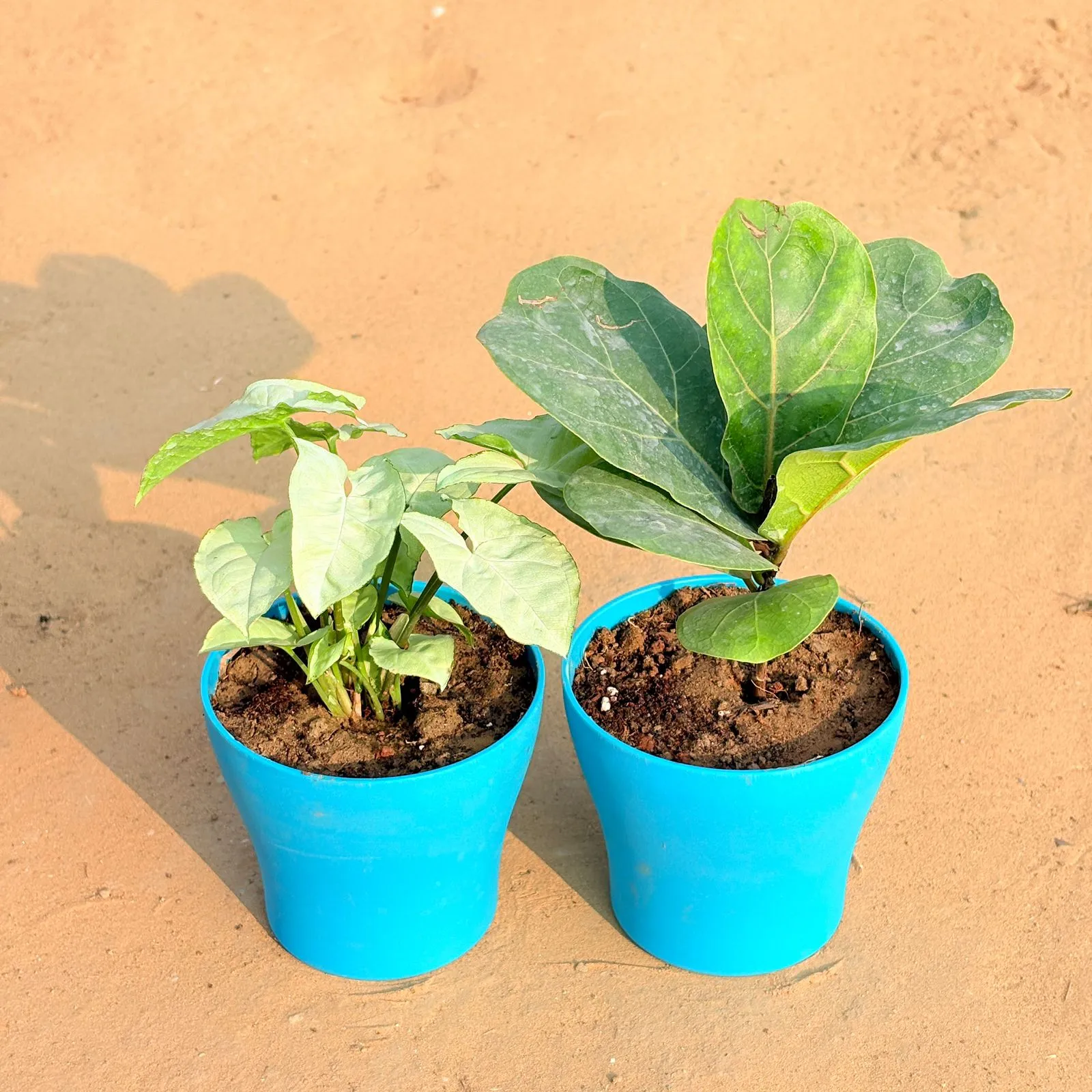 Set of 2 - Fiddle Leaf Fig / Ficus Lyrata & Syngonium White in 4 Inch English Blue Premium Daisy Plastic Planter