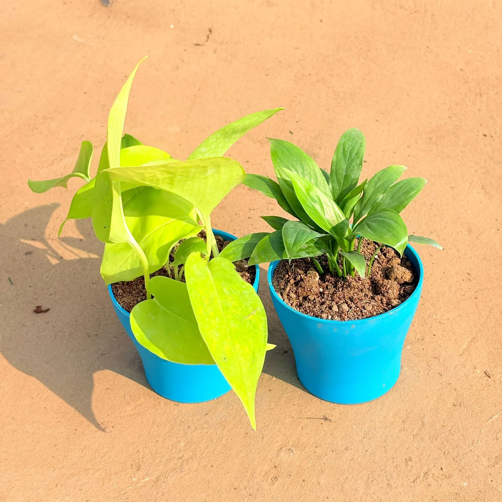 Set of 2 - Golden Money Plant & Peace Lily in 4 Inch English Blue Premium Daisy Plastic Planter