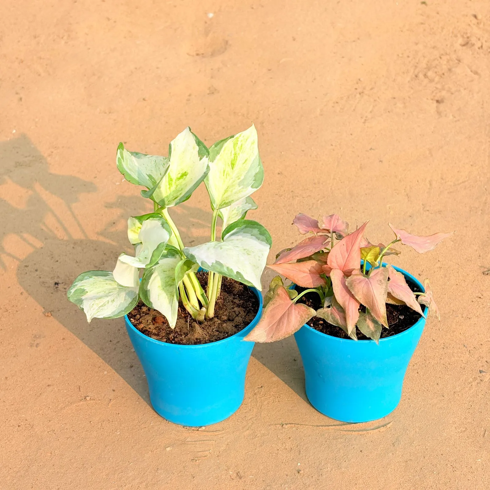 Set of 2 - Marble Money Plant & Aglaonema Pink Dalmatian / Valentine in 4 Inch English Blue Premium Daisy Plastic Planter