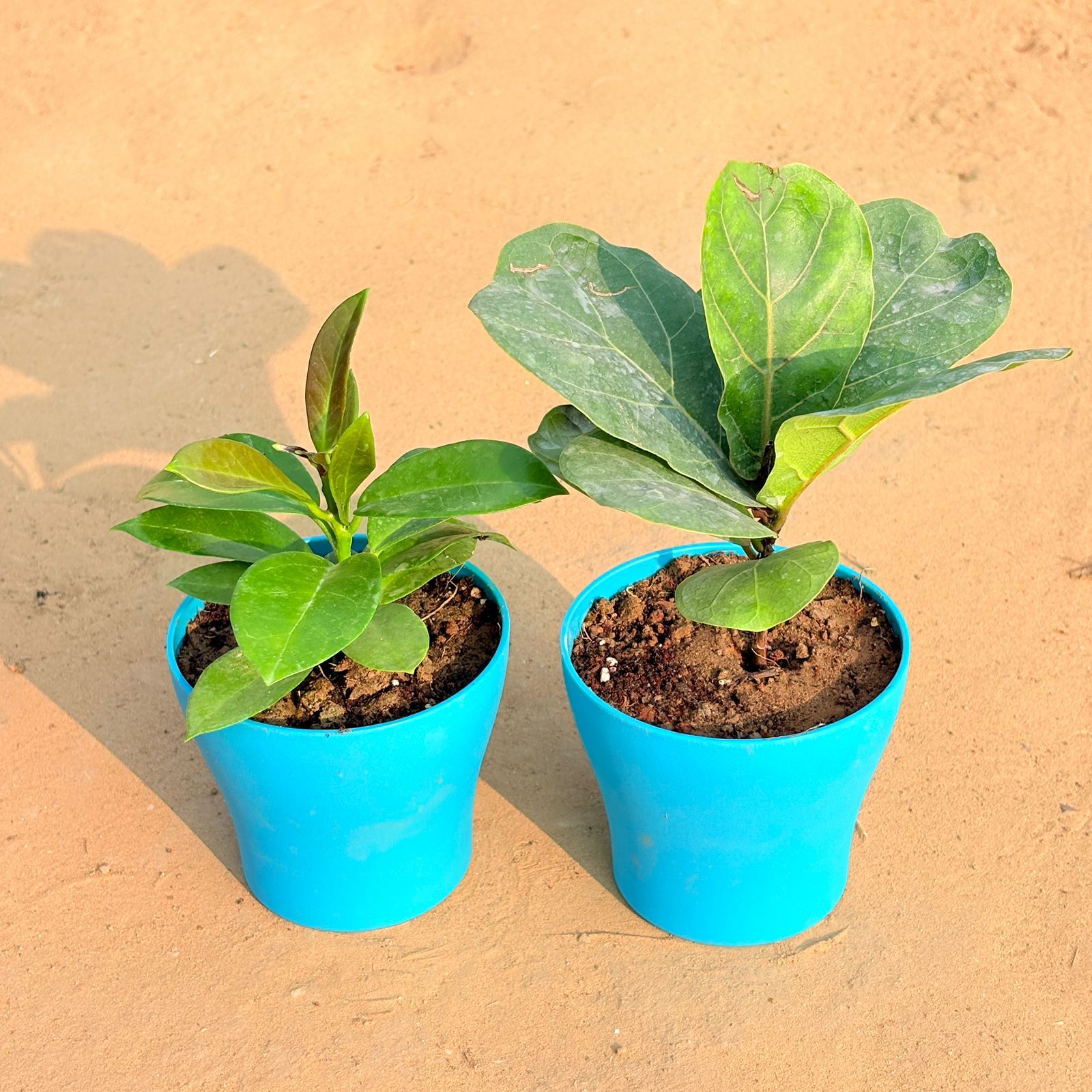Set of 2 - Hoya Carnosa & Fiddle Leaf Fig / Ficus Lyrata in 4 Inch English Blue Premium Daisy Plastic Planter
