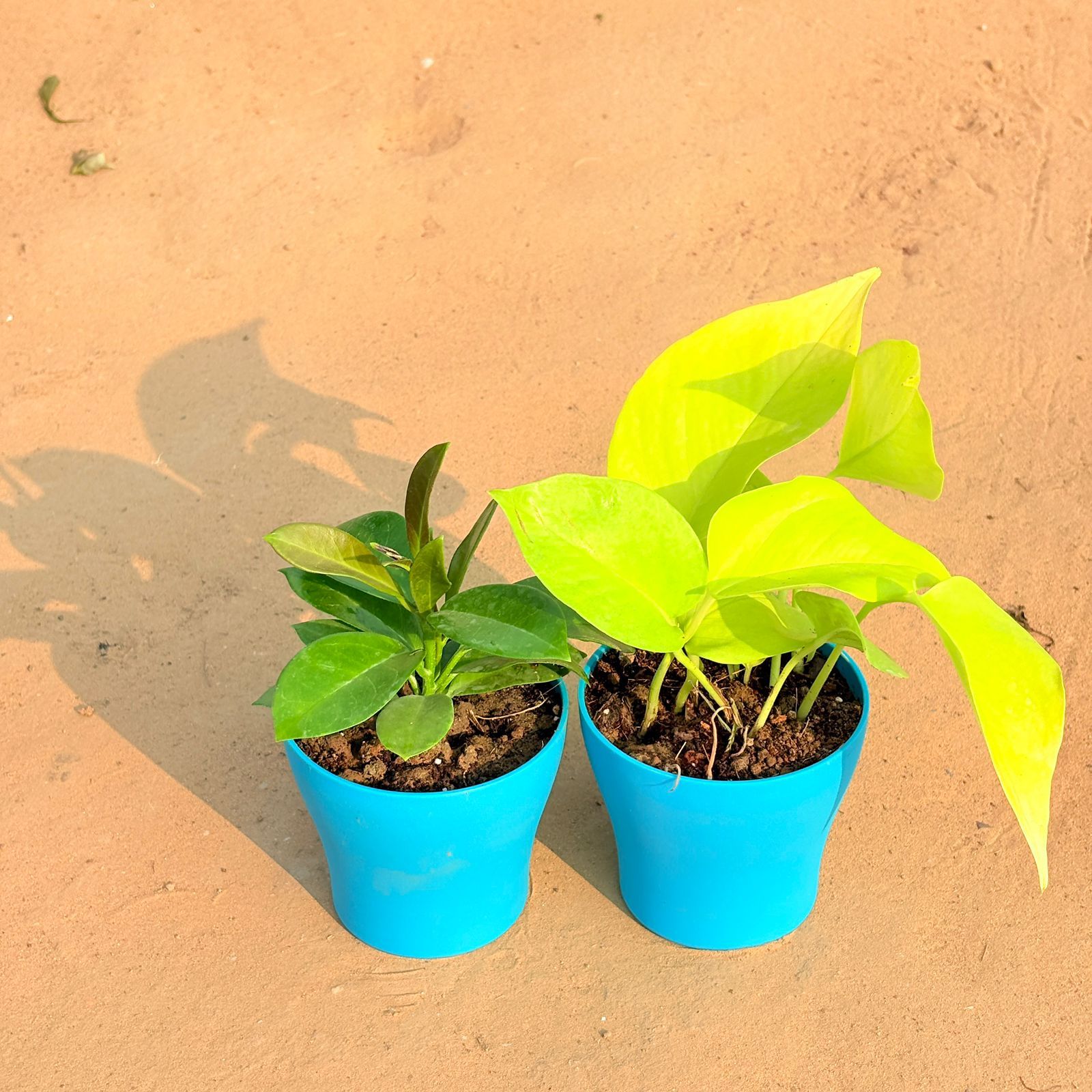 Set of 2 - Hoya Carnosa & Golden Money Plant in 4 Inch English Blue Premium Daisy Plastic Planter
