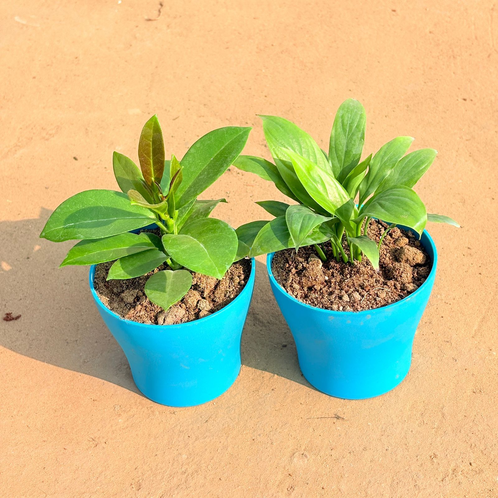 Set of 2 - Hoya Carnosa & Peace Lily in 4 Inch English Blue Premium Daisy Plastic Planter