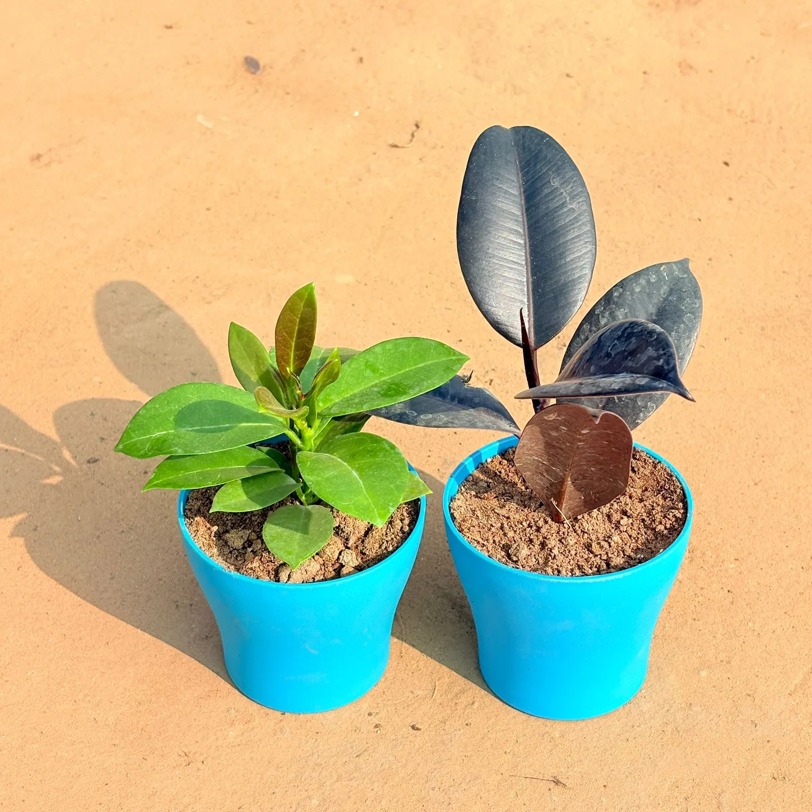 Set of 2 - Hoya Carnosa & Rubber Black in 4 Inch English Blue Premium Daisy Plastic Planter