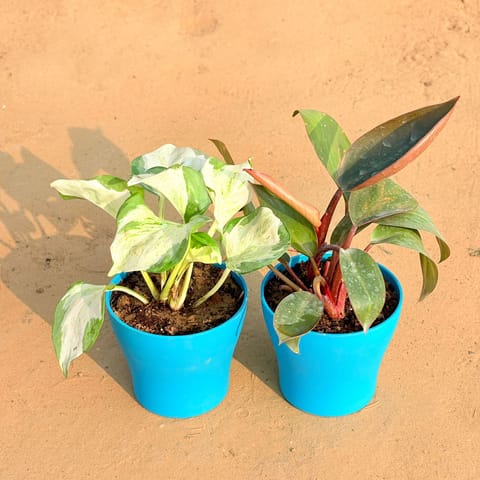 Set of 2 - Marble Money Plant & Philodendron Red in 4 Inch English Blue Premium Daisy Plastic Planter