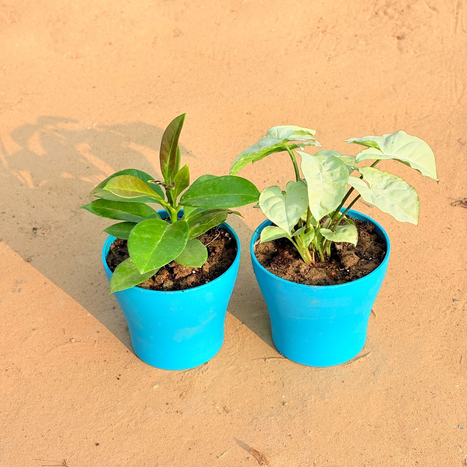 Set of 2 - Hoya Carnosa & Syngonium White in 4 Inch English Blue Premium Daisy Plastic Planter