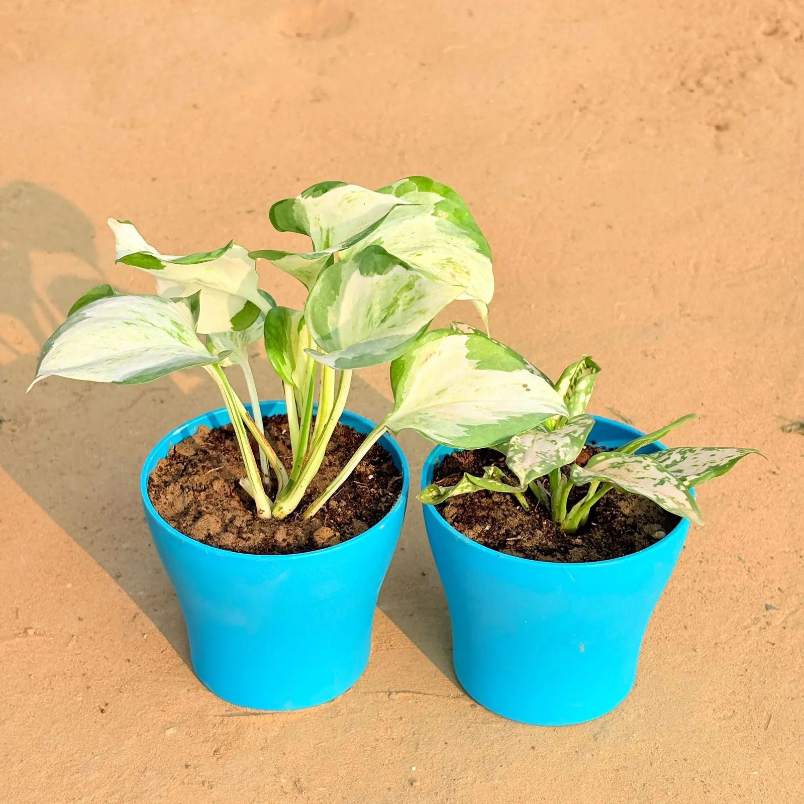 Set of 2 - Marble Money Plant & Aglaonema White in 4 Inch English Blue Premium Daisy Plastic Planter