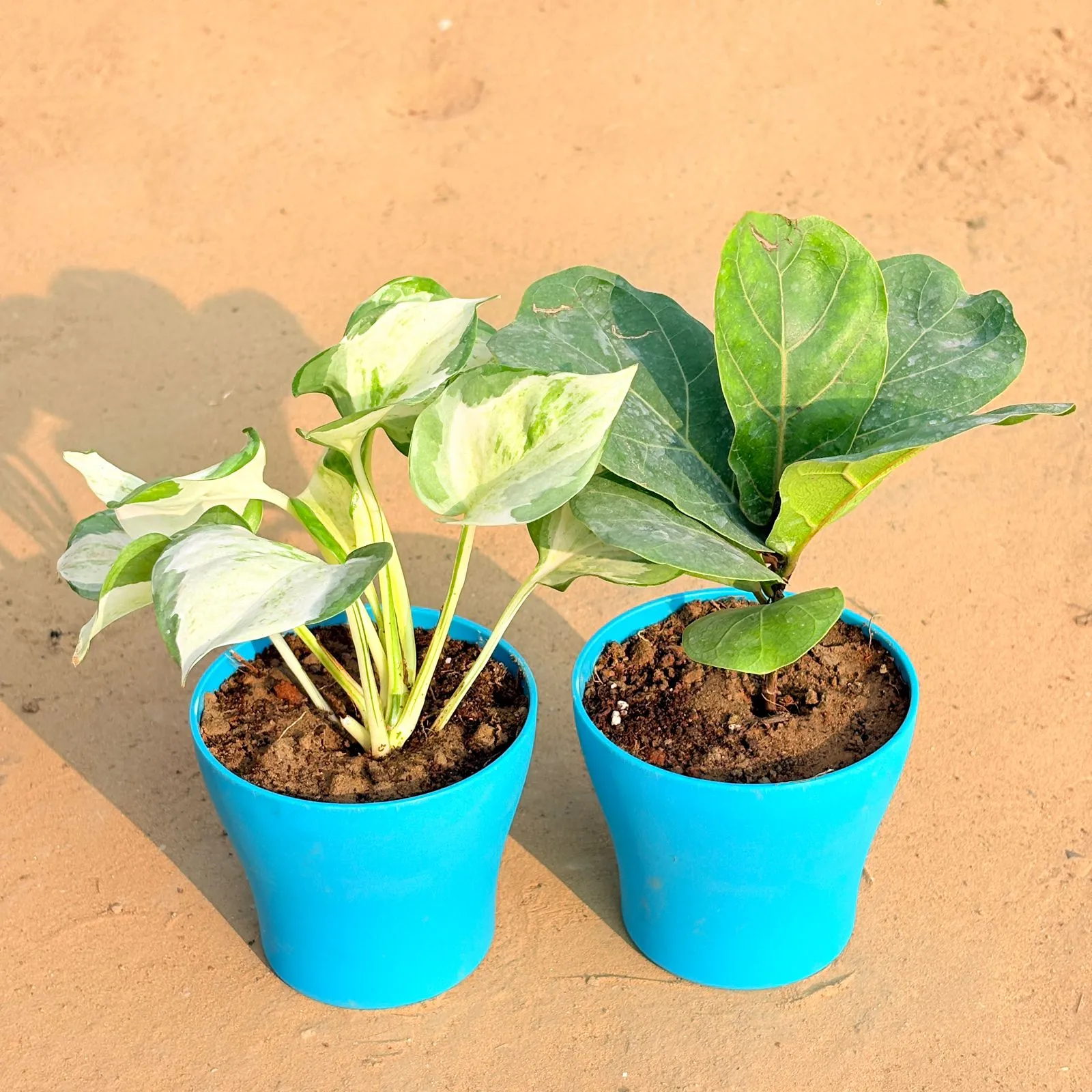 Set of 2 - Marble Money Plant & Fiddle Leaf Fig / Ficus Lyrata in 4 Inch English Blue Premium Daisy Plastic Planter