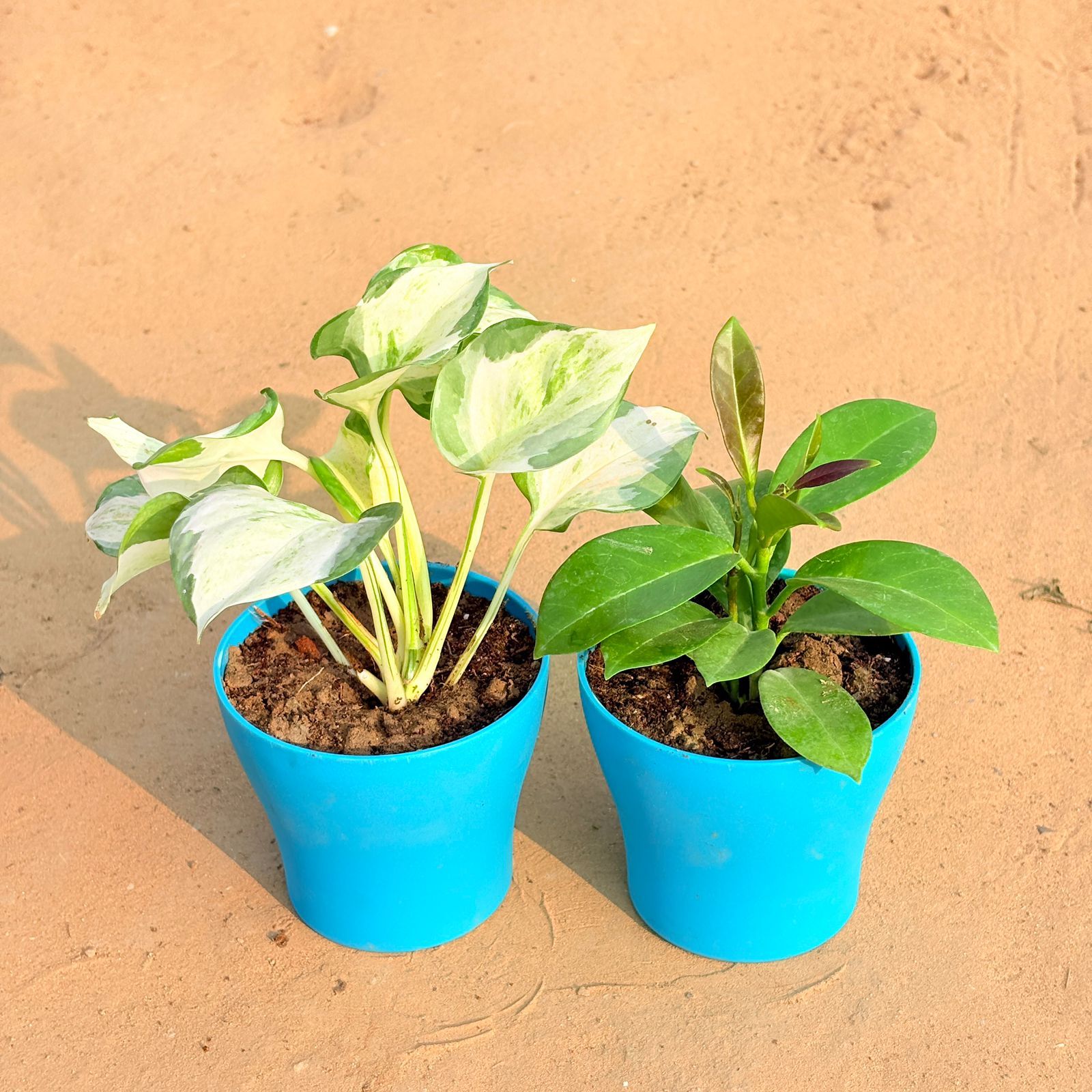 Set of 2 - Marble Money Plant & Hoya Carnosa in 4 Inch English Blue Premium Daisy Plastic Planter